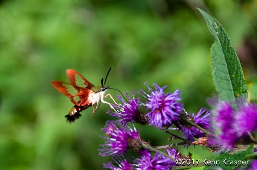 #1812, Hummingbird Moth, © 2017 Kenn Krasner